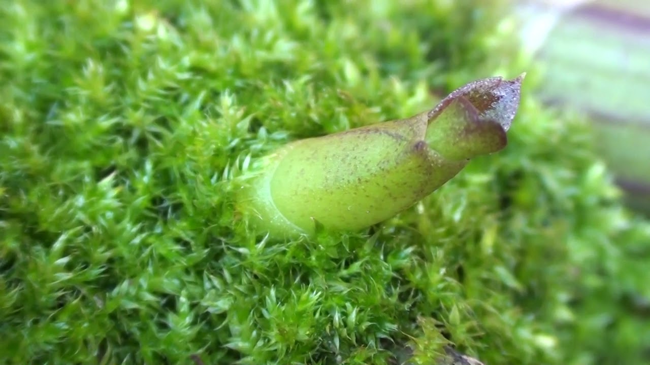 3. HOW I GROW MY ORCHIDS -  WATERING MY MOUNTED ORCHIDS