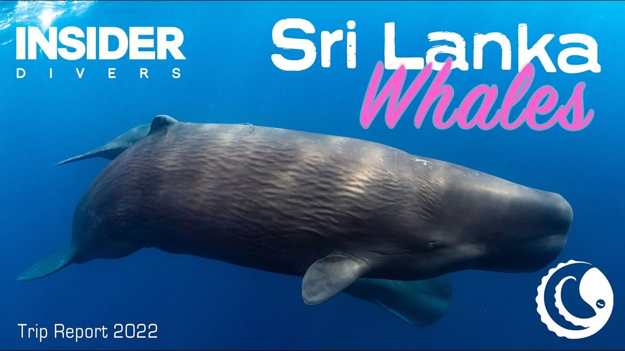 Sperm Whales of Sri Lanka