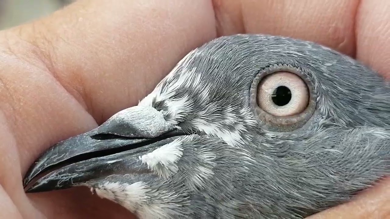 15 پیس 600 پر 03485914506 #miangpigeon 