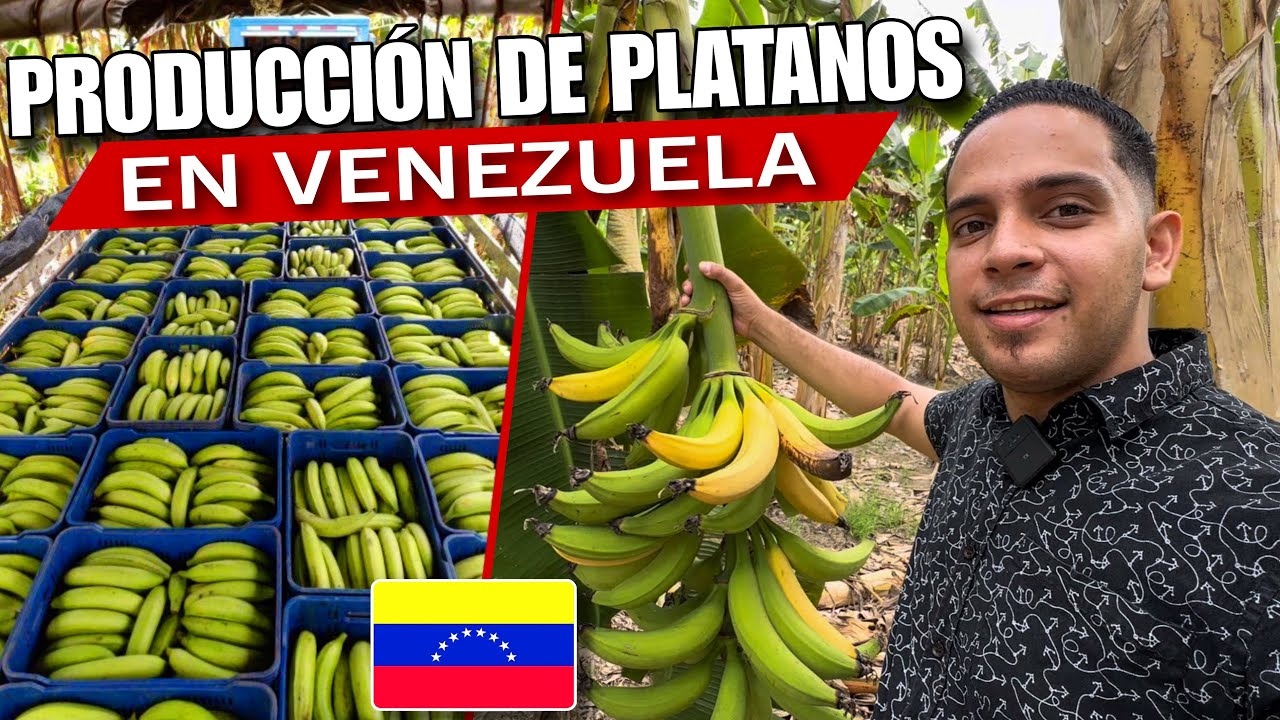 EL “ORO VERDE” de Venezuela 🇻🇪 // Así se Producen los MEJORES PLÁTANOS del MUNDO, El Chivo🇻🇪