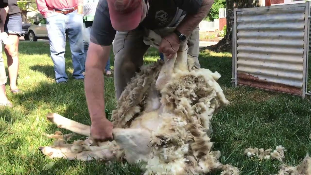 Shearing Lily the Sheep