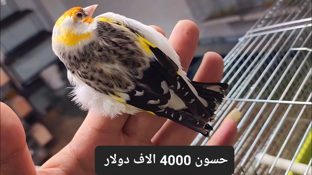 أجمل طفرات طير حسون الأبيض يقدر ثمن  جوز 4000 الاف دولار تبارك لله مع معتز مطور