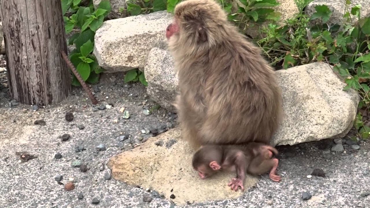 波勝崎苑の子猿204