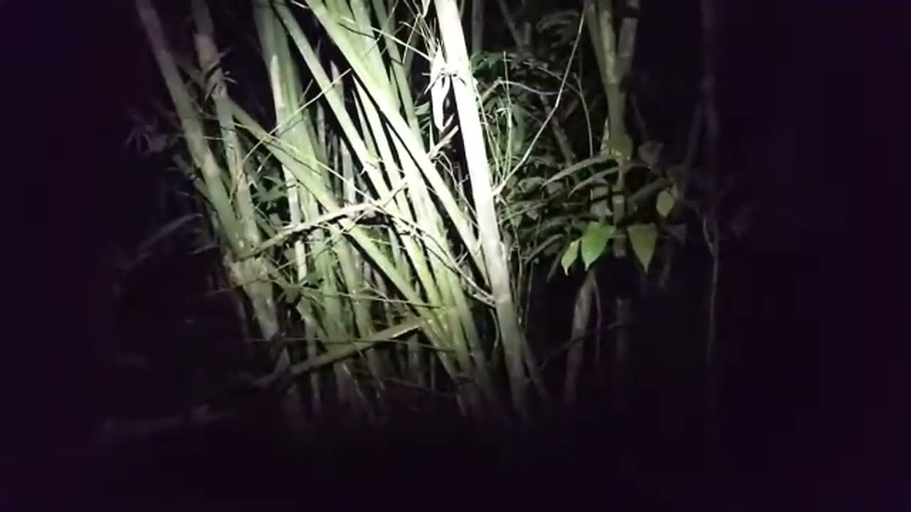 Kalo gak kerekam kamera kalian gak bakalan tau sosok apa si balik rumpun bambu ini
