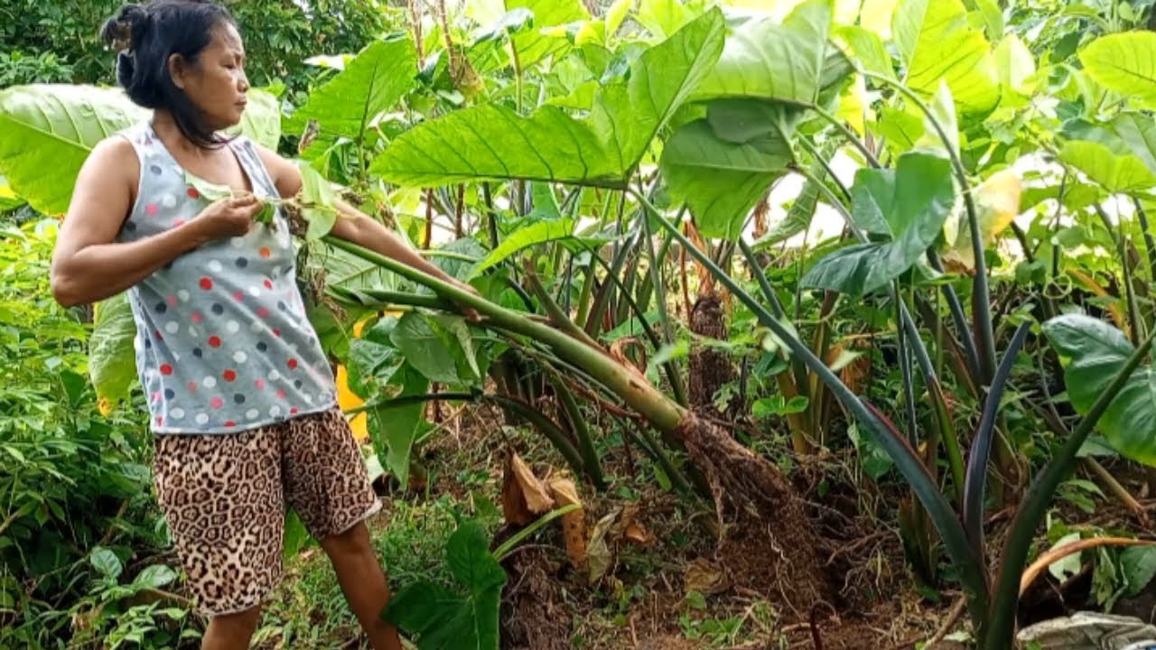 Pag harvest  ng laman ng san fernando#foryou #probinsyavlog #trending #food 