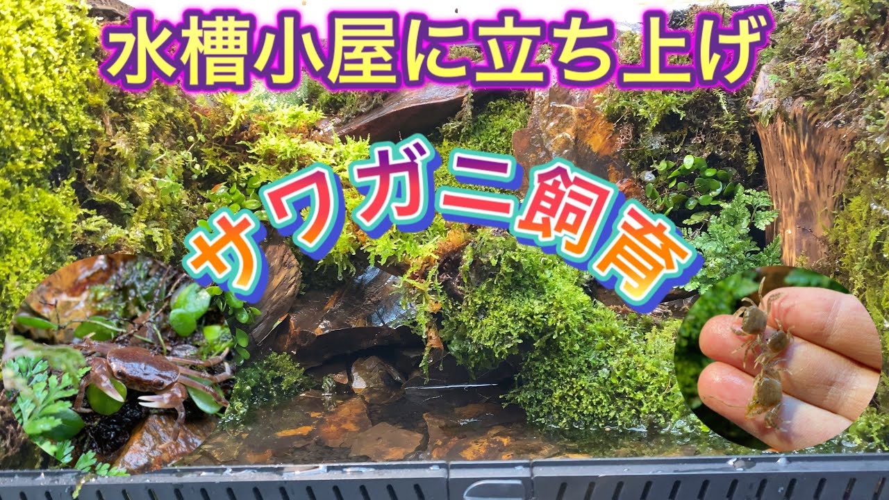【水槽小屋】自然に近いサワガニ飼育・コケリウム水槽