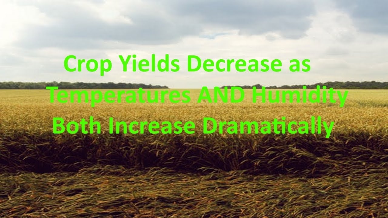 Impacts of High Heat and Humidity on Crops