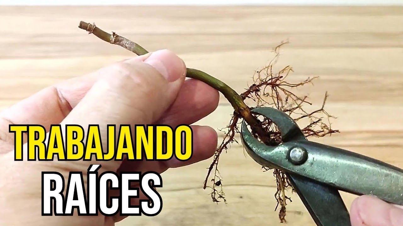 TRASPLANTE de Plantones de Arce Palmatum Yamamomiji - BONSÁI