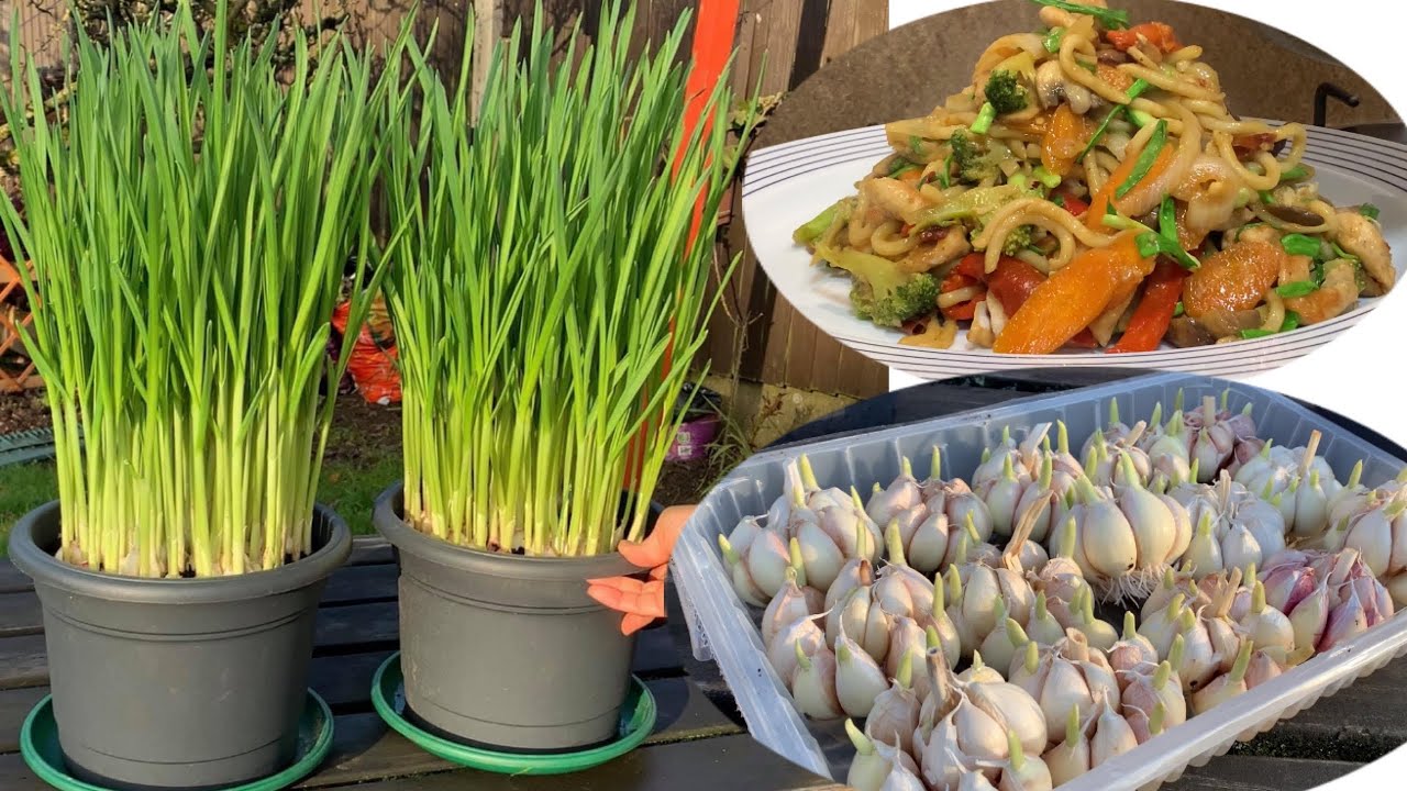How I grow Garlic 🧄 ปลูกกระเทียมกินใบหน้าหนาว🧄🧄