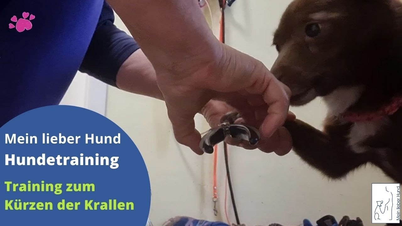 krallen schneiden beim hund - LIVE-Training