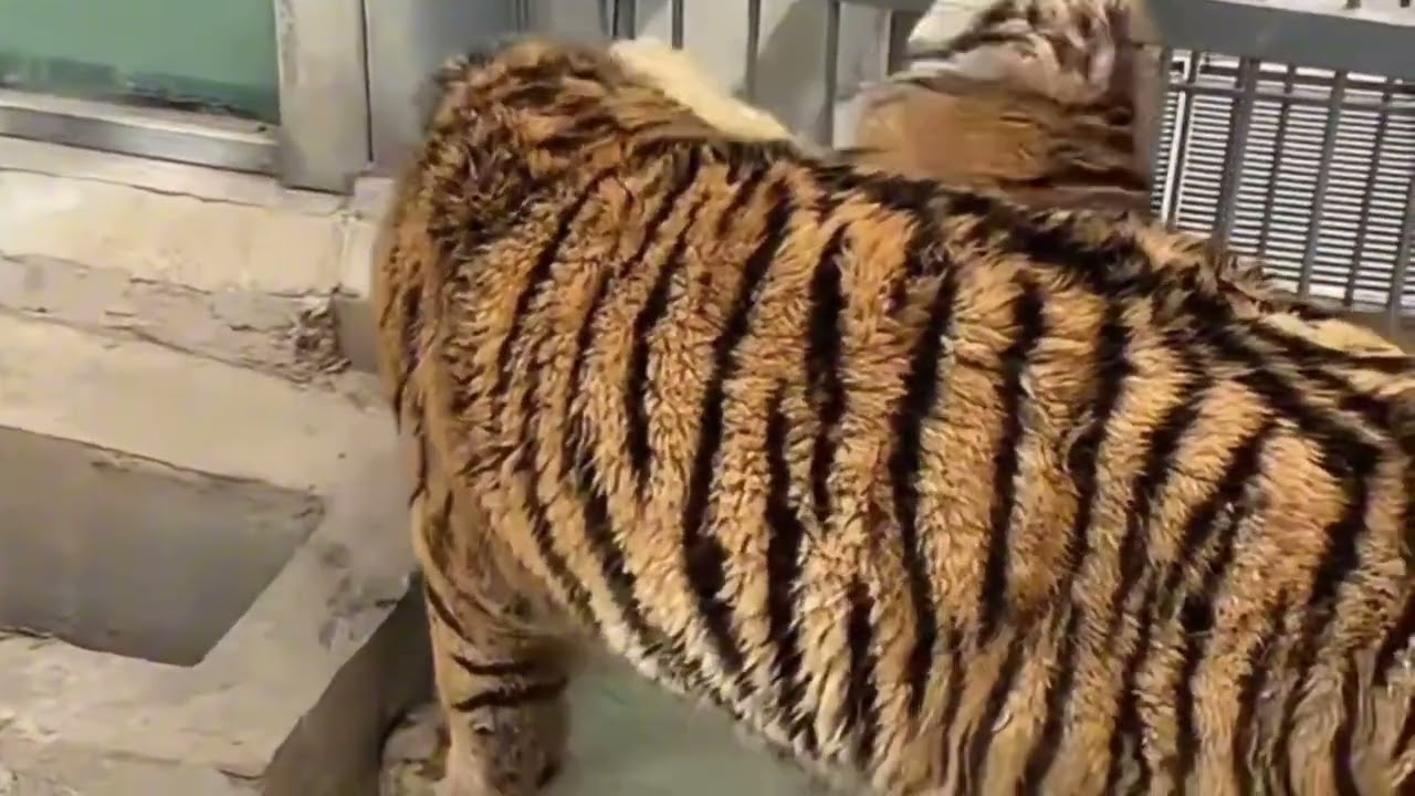 The adorable little tigers are playing happily.🐯😘#tiger#animals #cute#zoo