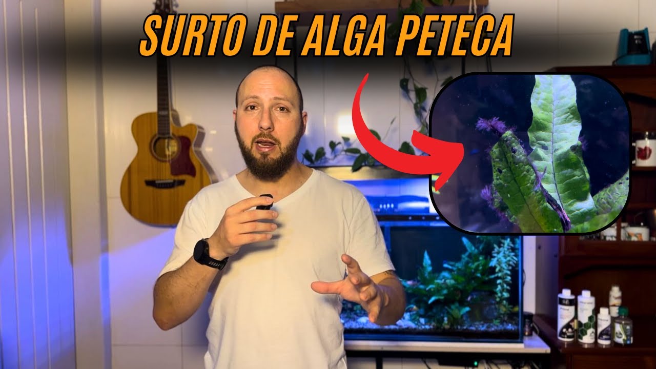 Surto de alga peteca no aquário de 100 litros