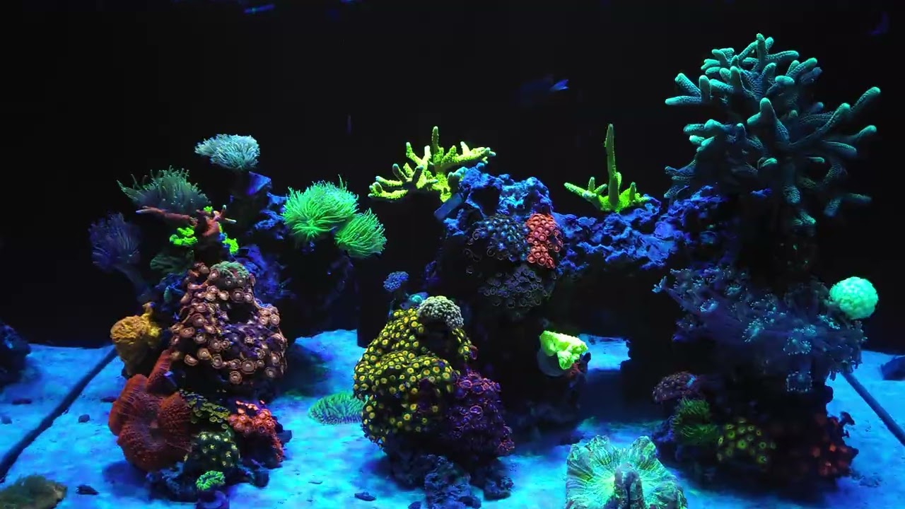 Aquario Marinho - Red Sea Reefer 300g2 - Dia #506