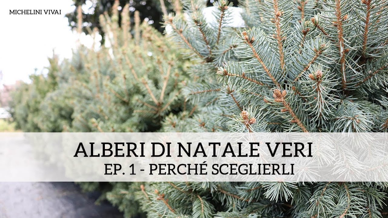 Alberi di Natale veri ep.1 - perché sceglierli