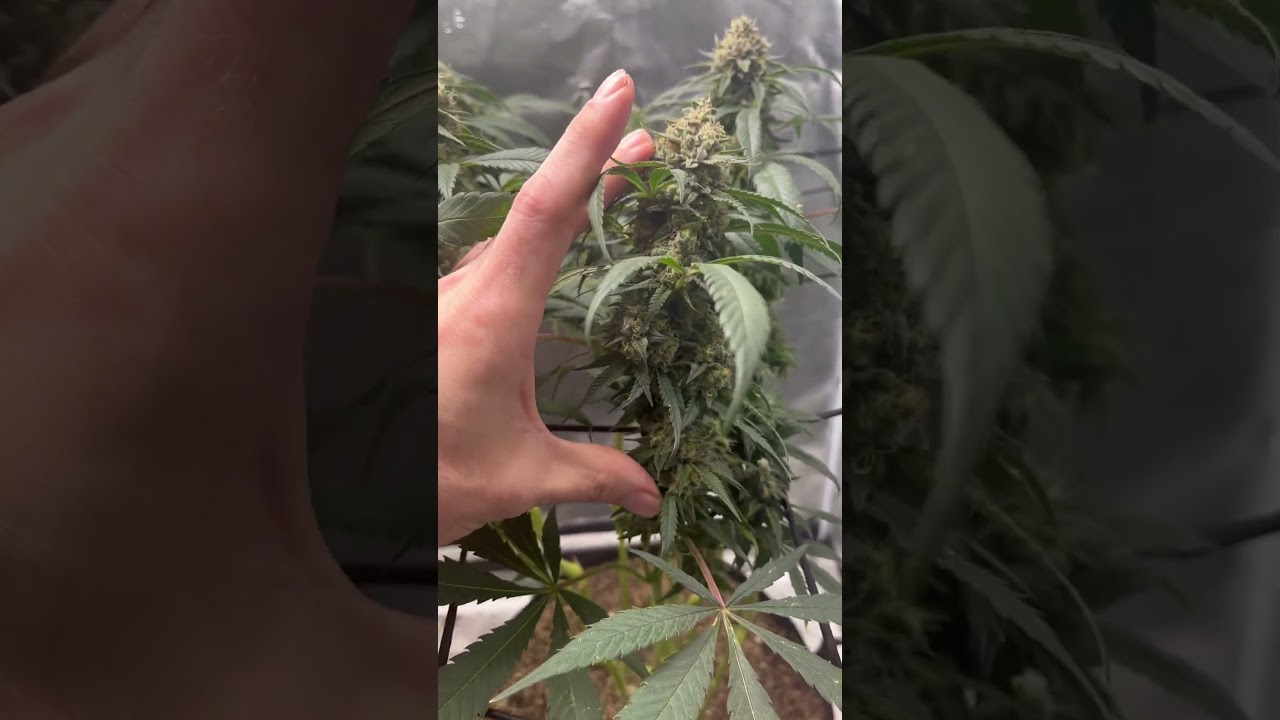 Learn how to grow organic cannabis in living soil￼￼ indoors at home!