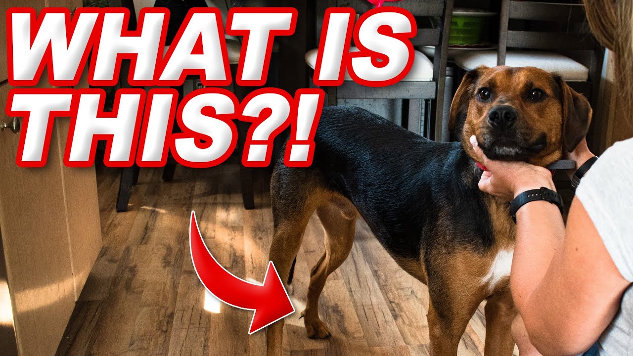 Why Do Dogs Have Dew Claws? | Answered by a Vet Tech