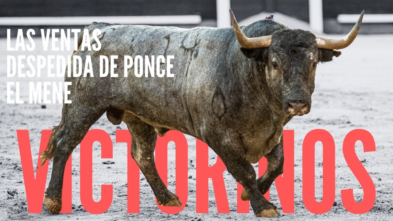 Corrida Victorinos Madrid 🐂 Despedida de Ponce en Valencia 🐂 El Mene