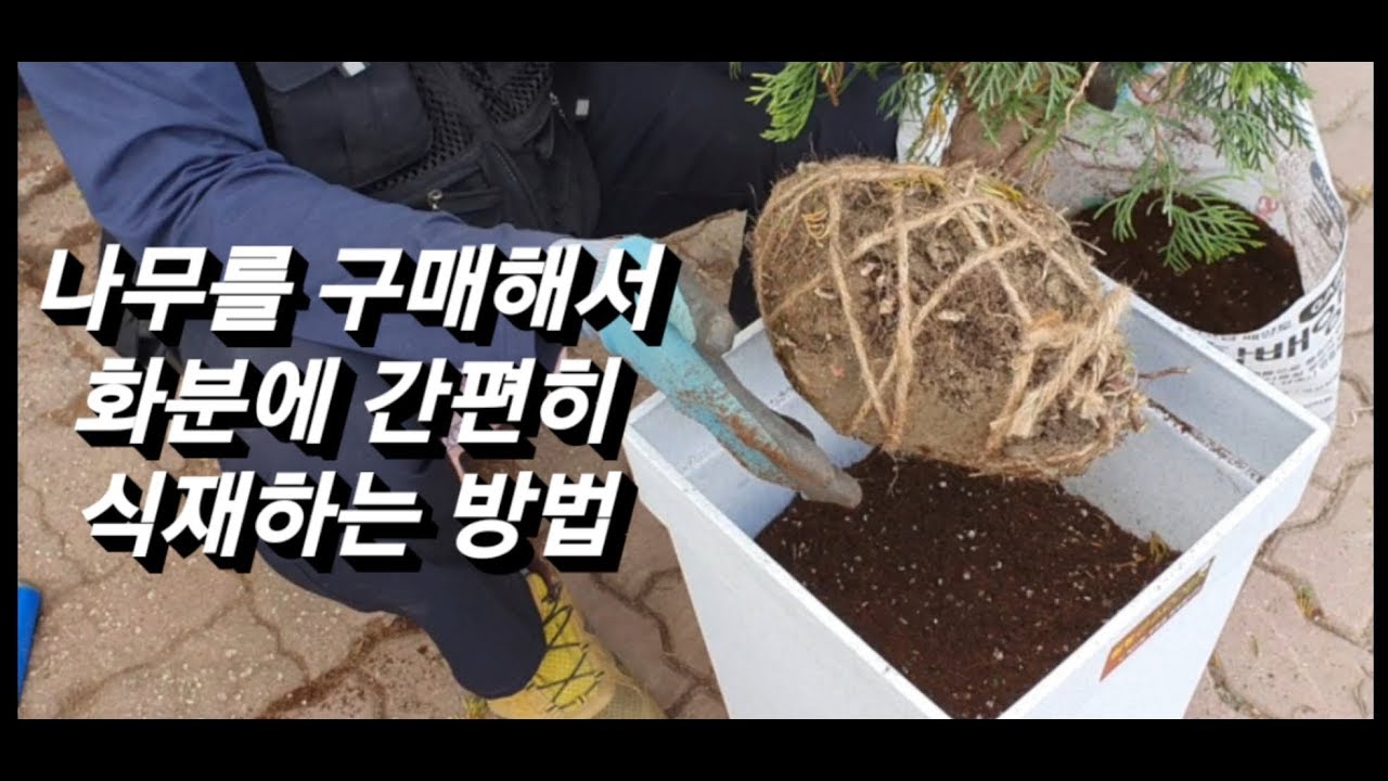 에메랄드 그린 화분식재영상  /  화분갈이 하는 방법 / 분갈이하는법 #나무화분식재 # 간편식재 #분갈이