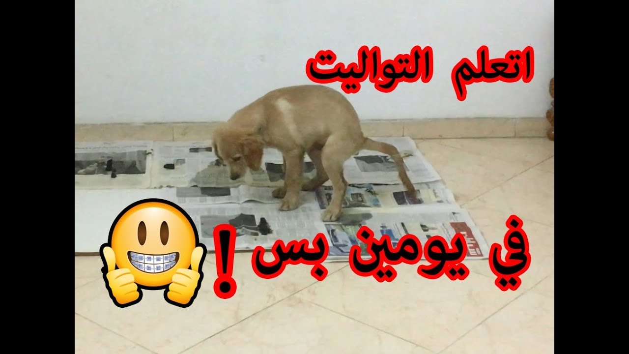 درب كلبه علي التواليت في يومين فقط ونصائح مهمة من مربي كلاب في التدريب والمعاملة الصح