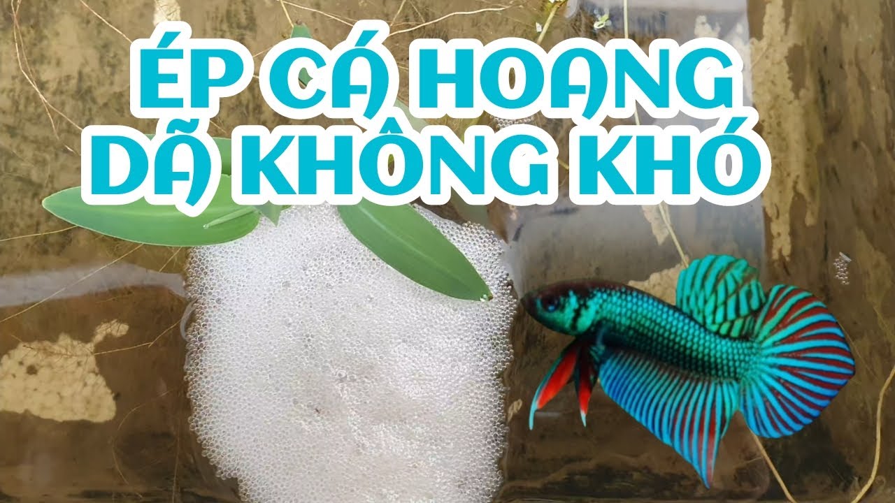 HƯỚNG DẪN ÉP CÁ HOANG DÃ TỪ A TỚI Z - ÉP CÁ KHÔNG KHÓ | H2OBetta