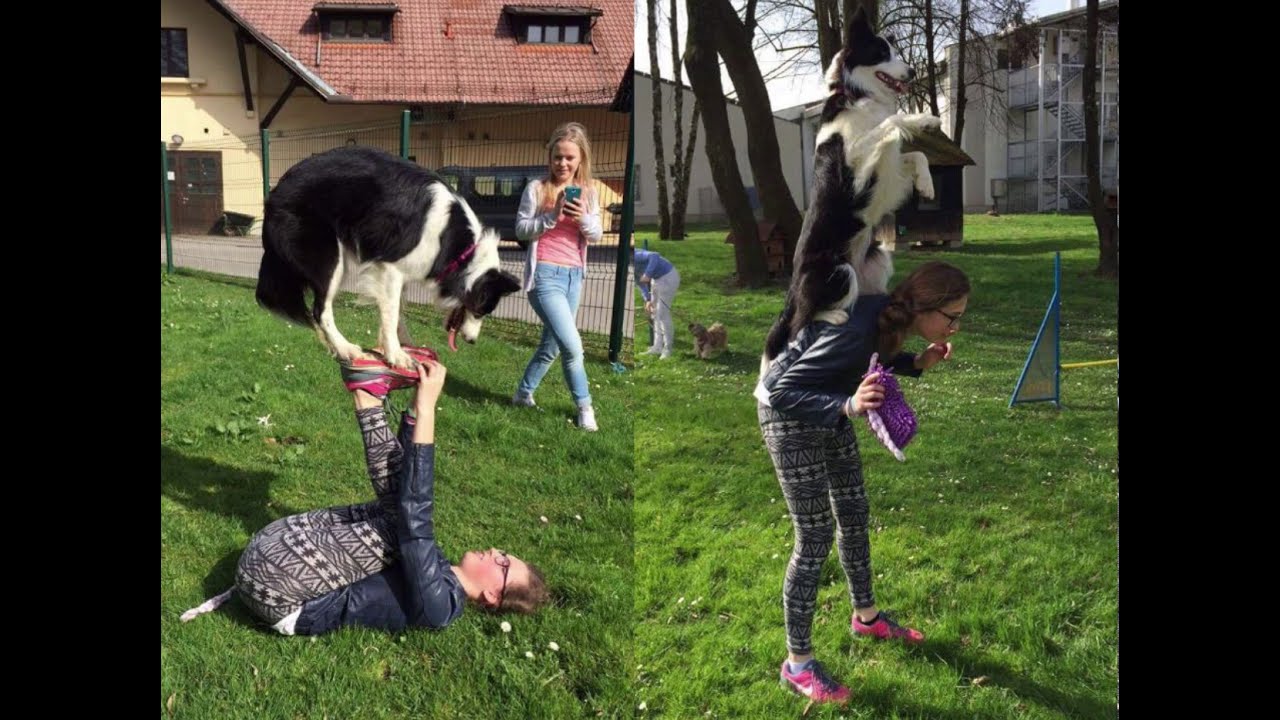 Praktično delo dijakov v programu veterinarski tehnik na BIC Ljubljana