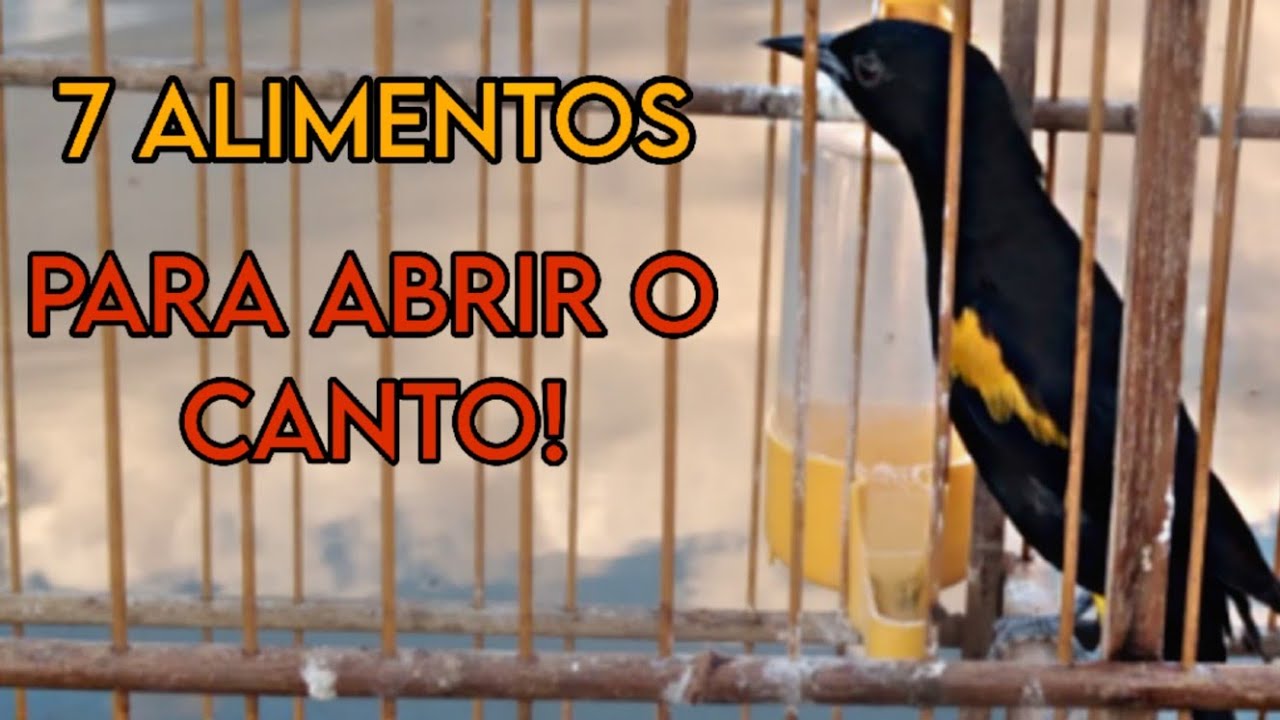 Sete alimentos que mais fogueiam o xexéu de bananeira (Viana ou encontro)!!