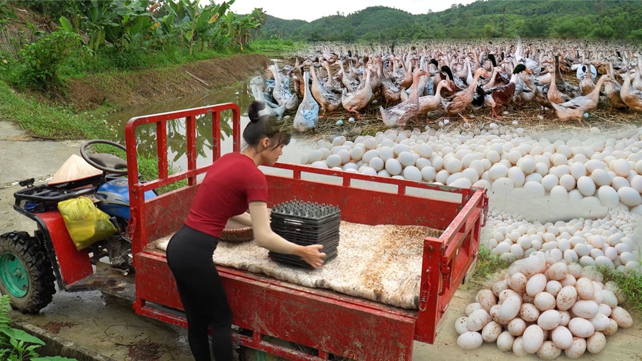 [TIMELAPSE] --125 Days Harvesting Many Duck Eggs, Jackfruit, Watermelon.... Go To Sell
