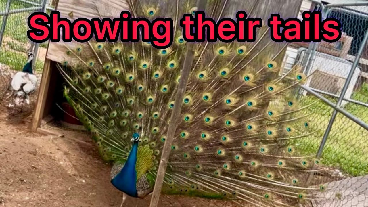PEACOCK TAIL FEATHERS