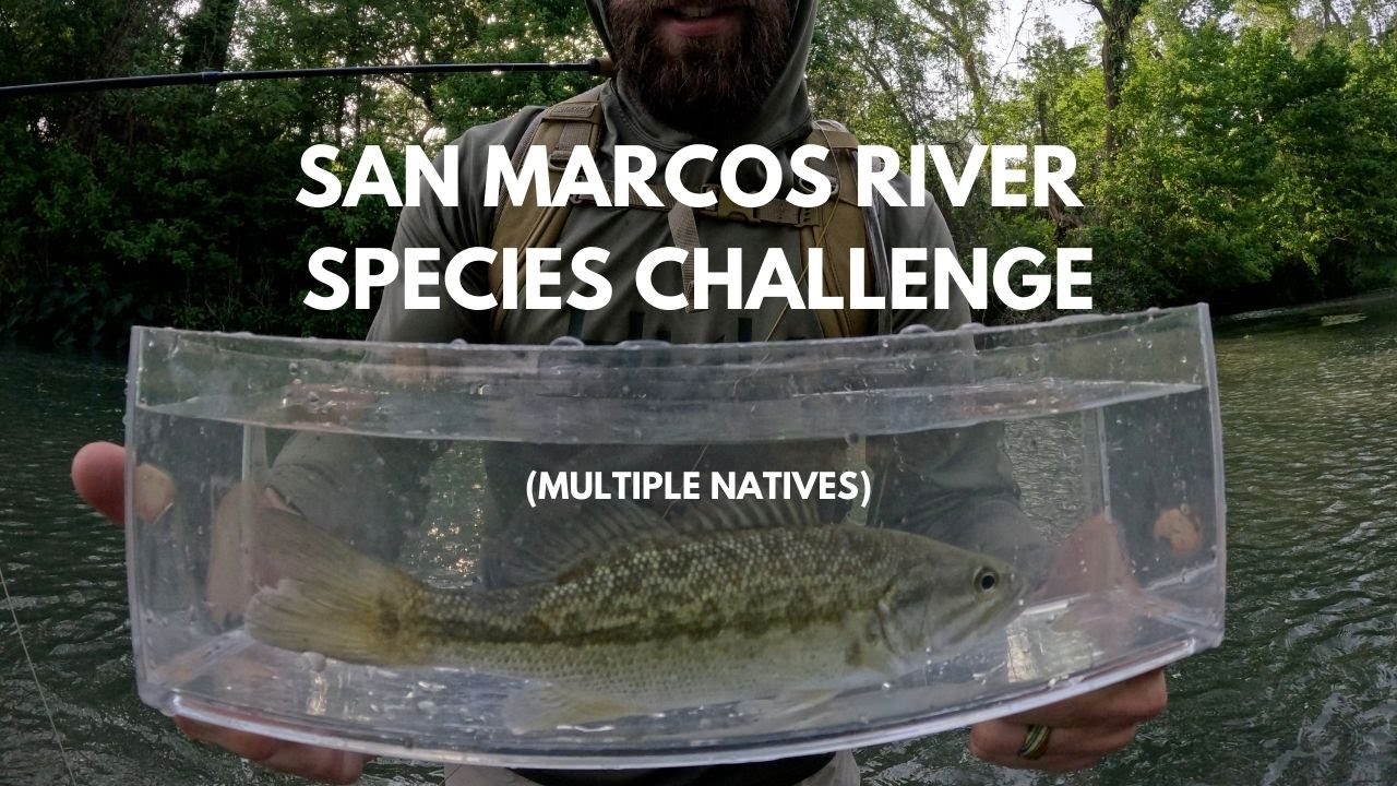 Multi Species Fly Fishing Challenge: San Marcos River