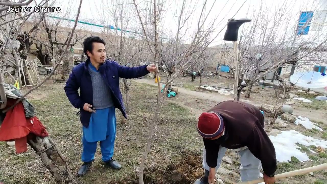 با این شیوه نهال شانی کنید و در سه سال صاحب باغ شوید!🏝🏝🏝