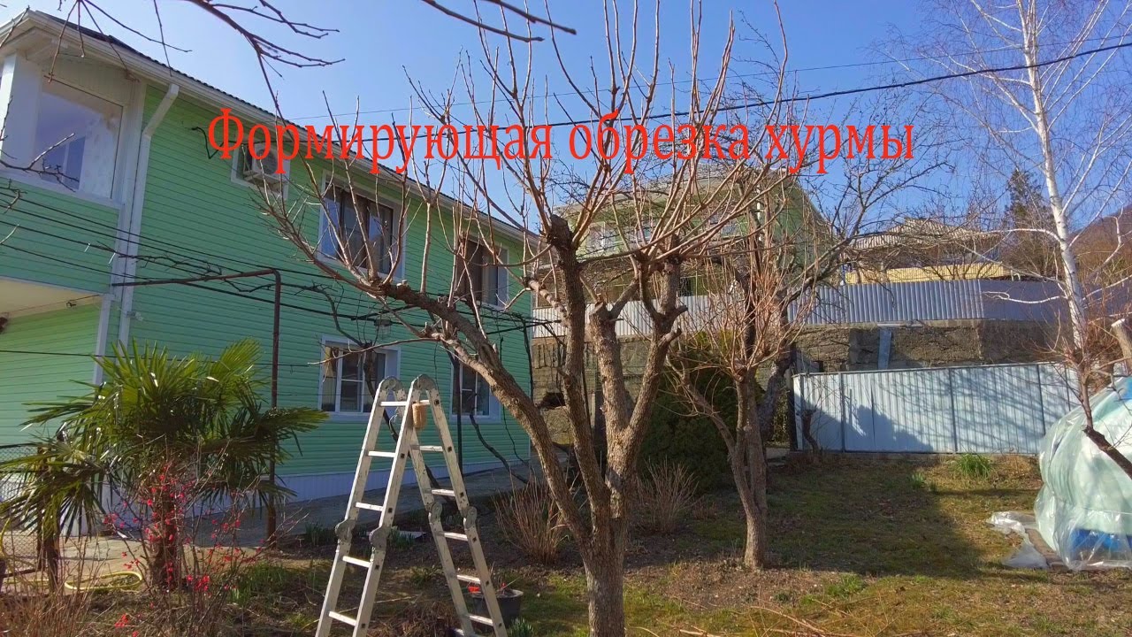 Формирующая обрезка хурмы, прореживание, укорачивание однолетних побегов.