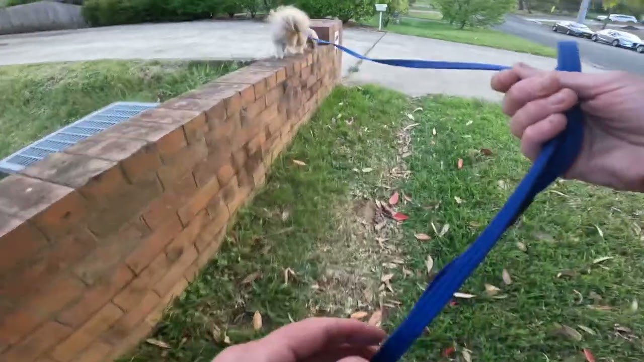 Parkour Paddy