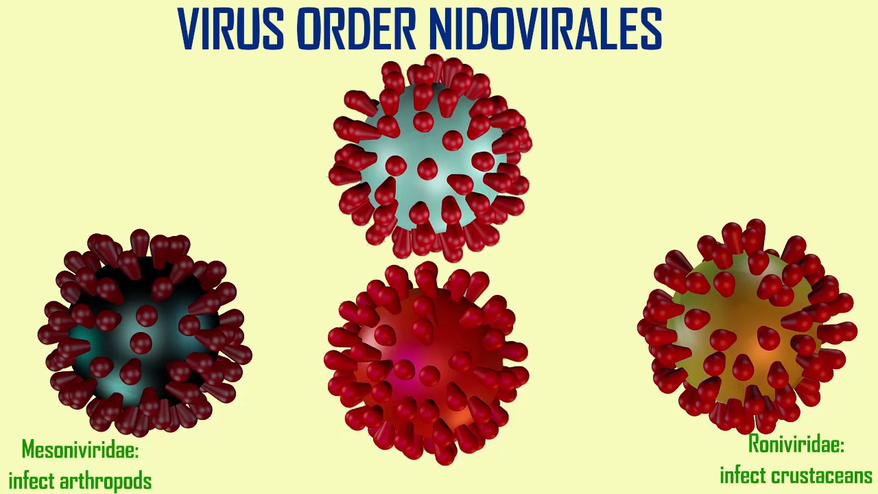 evolution of virus family Coronaviridae