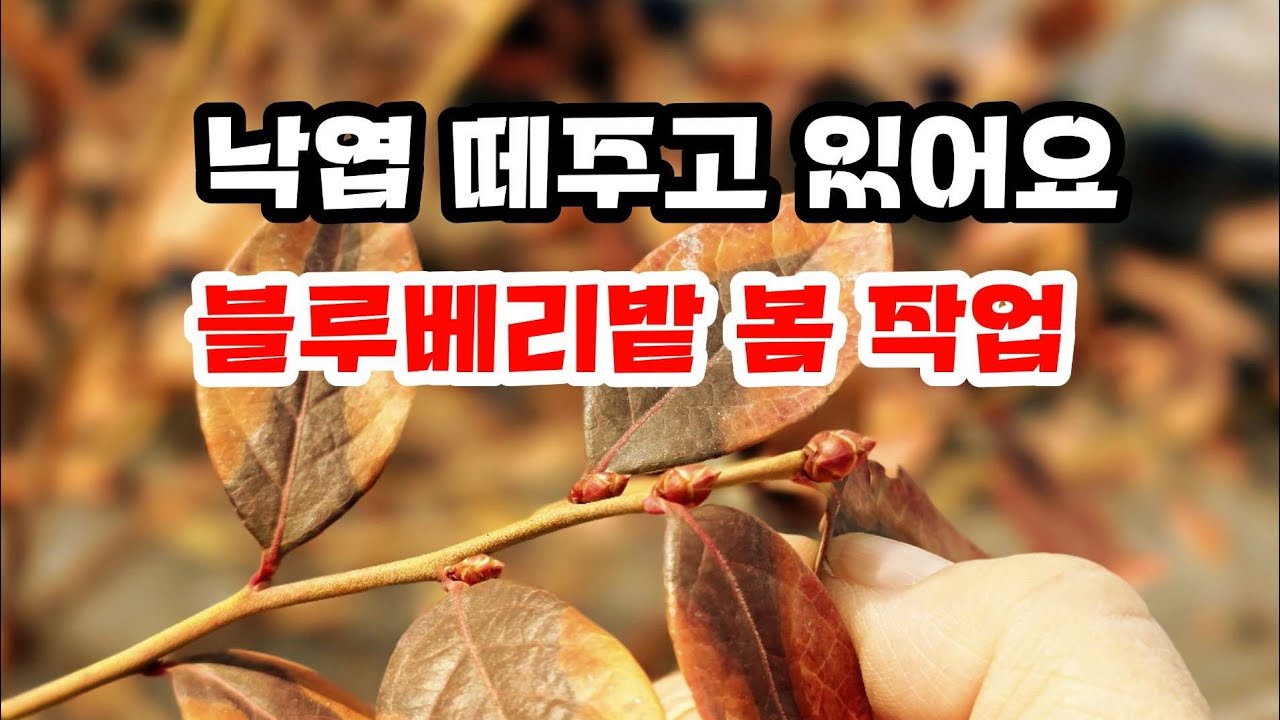 블루베리밭에서 작업중  라이브 스트리밍 중