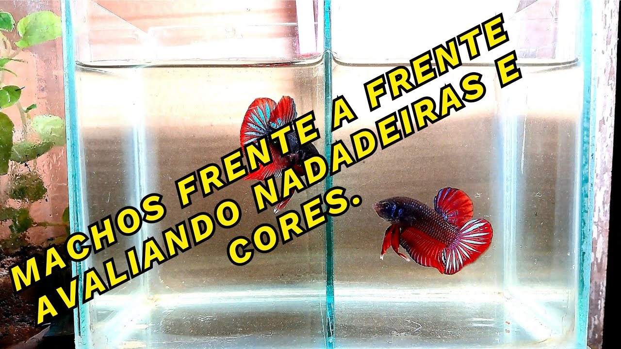 MACHOS DE PEIXE BETA FRENTE A FRENTE - PROJETO LINHAGEM