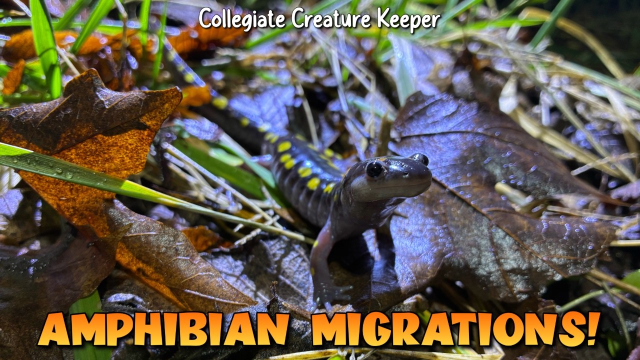 Searching for Tiger Salamanders! (First Herping Trip of 2026)