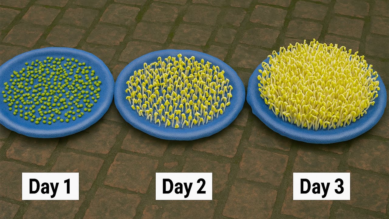 Making bean sprouts for beginners - 3 most effective methods