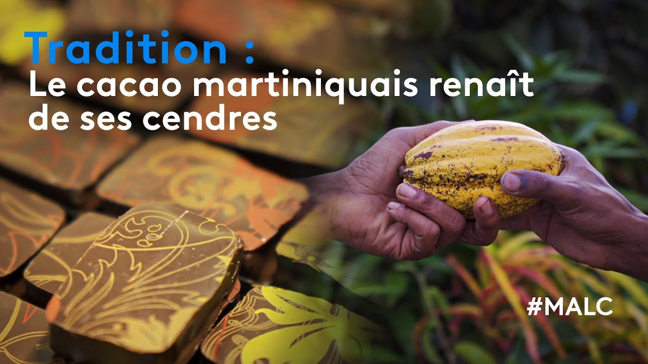 Tradition : le cacao martiniquais rena&icirc;t de ses cendres
