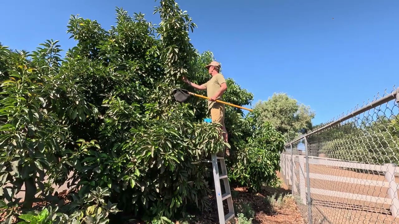 Removing avocados to prevent sunburn