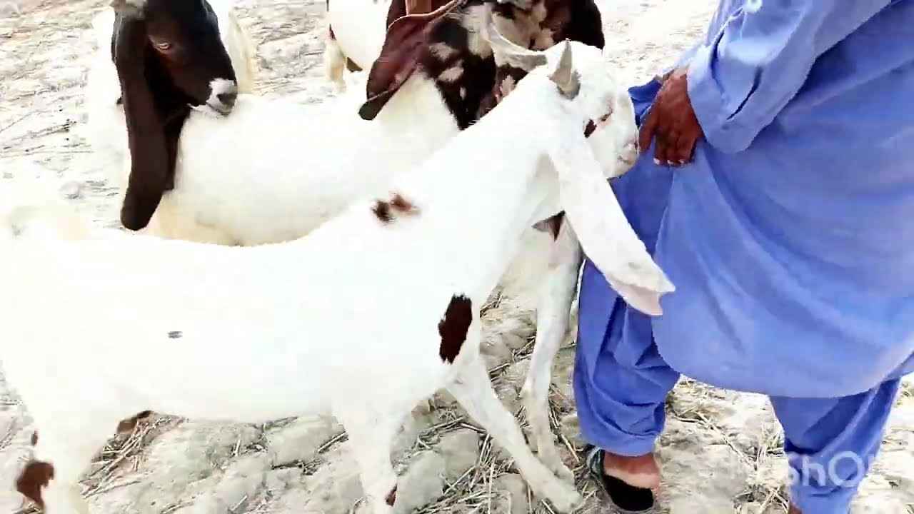 Goat 🐐 matt || one female 🐑 four male 🐏|| Having 😊