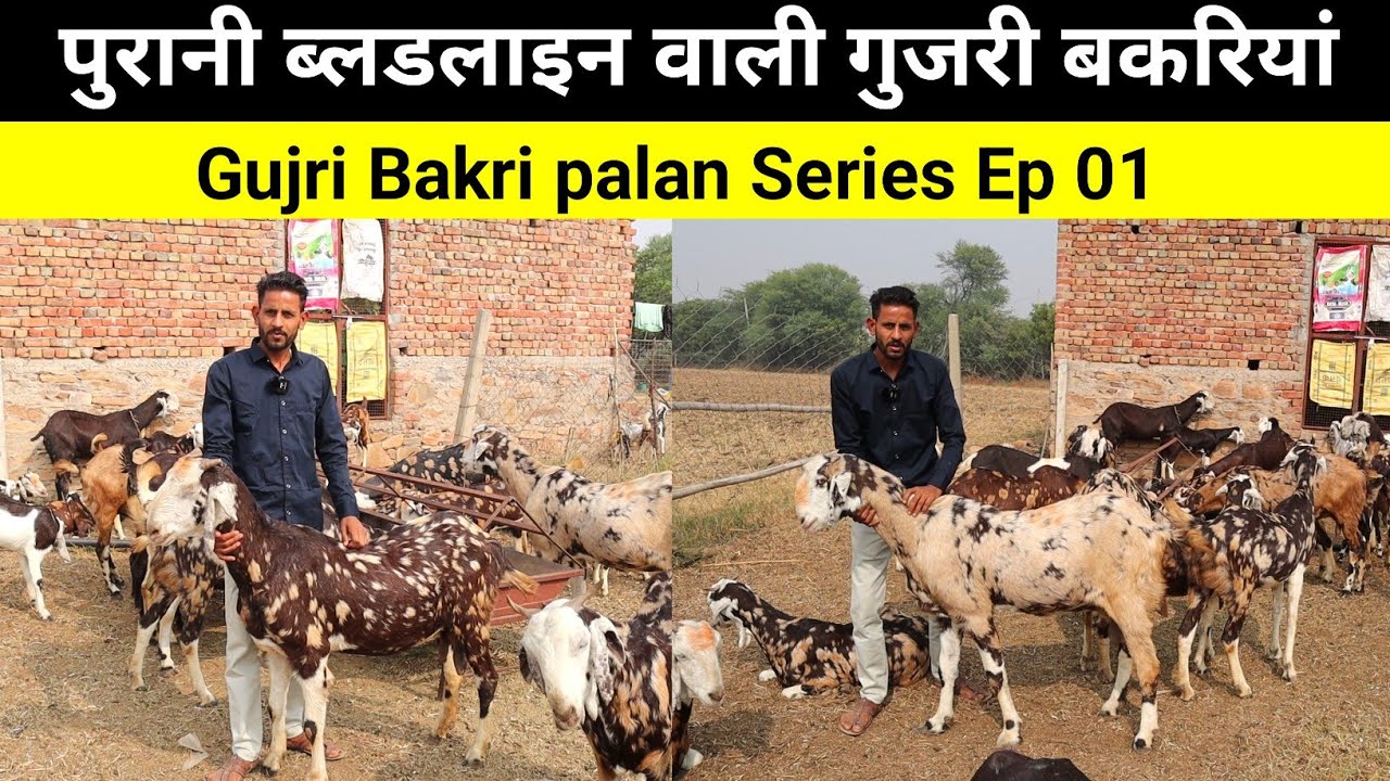 Gujri Bakri series Ep 01 | टॉप क्वालिटी ओरिजनल ब्लडलाइन गुजरी बकरियों का रेवड़ | Harish Yadav