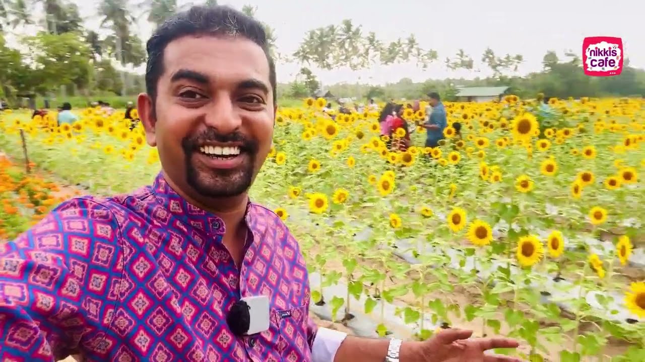 The largest sunflower field in Trivandrum is here!