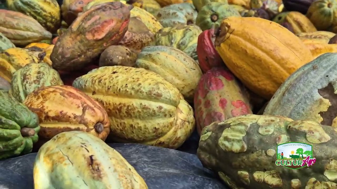 Cosecha y Producción del Cultivo de Cacao en Río San Juan #CulturAgroTV #INTA