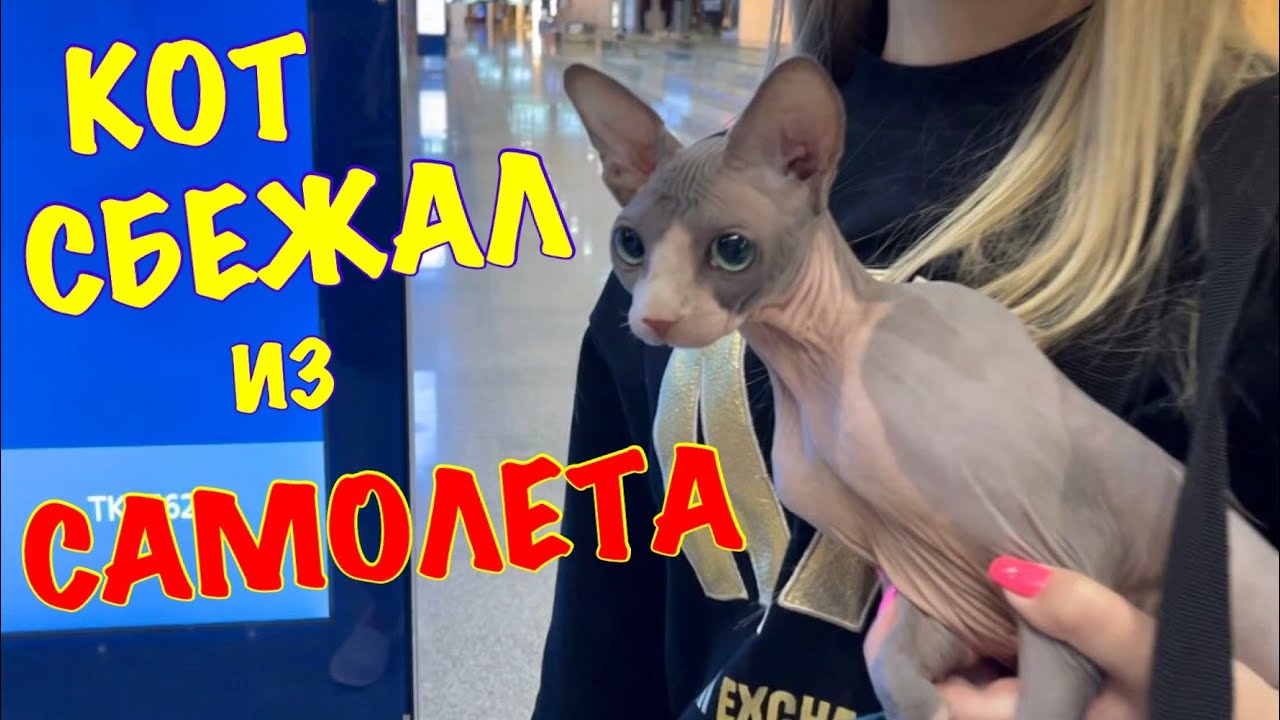 Первый Полёт на САМОЛЁТЕ с КОТОМ 😱 Kot Million