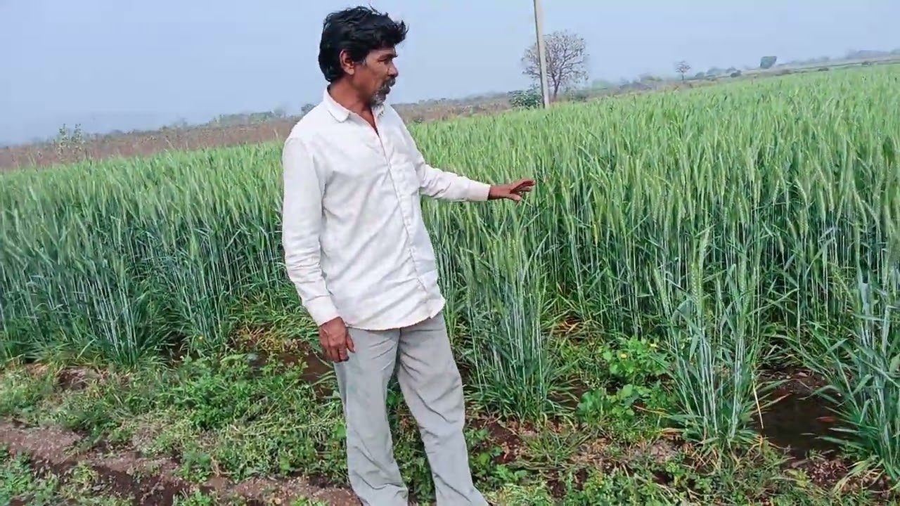 ઘઉ મા છેલુ પાણ પાવા 😍🌾 #farming #farmer #blog #vlog #farmingtraditions 