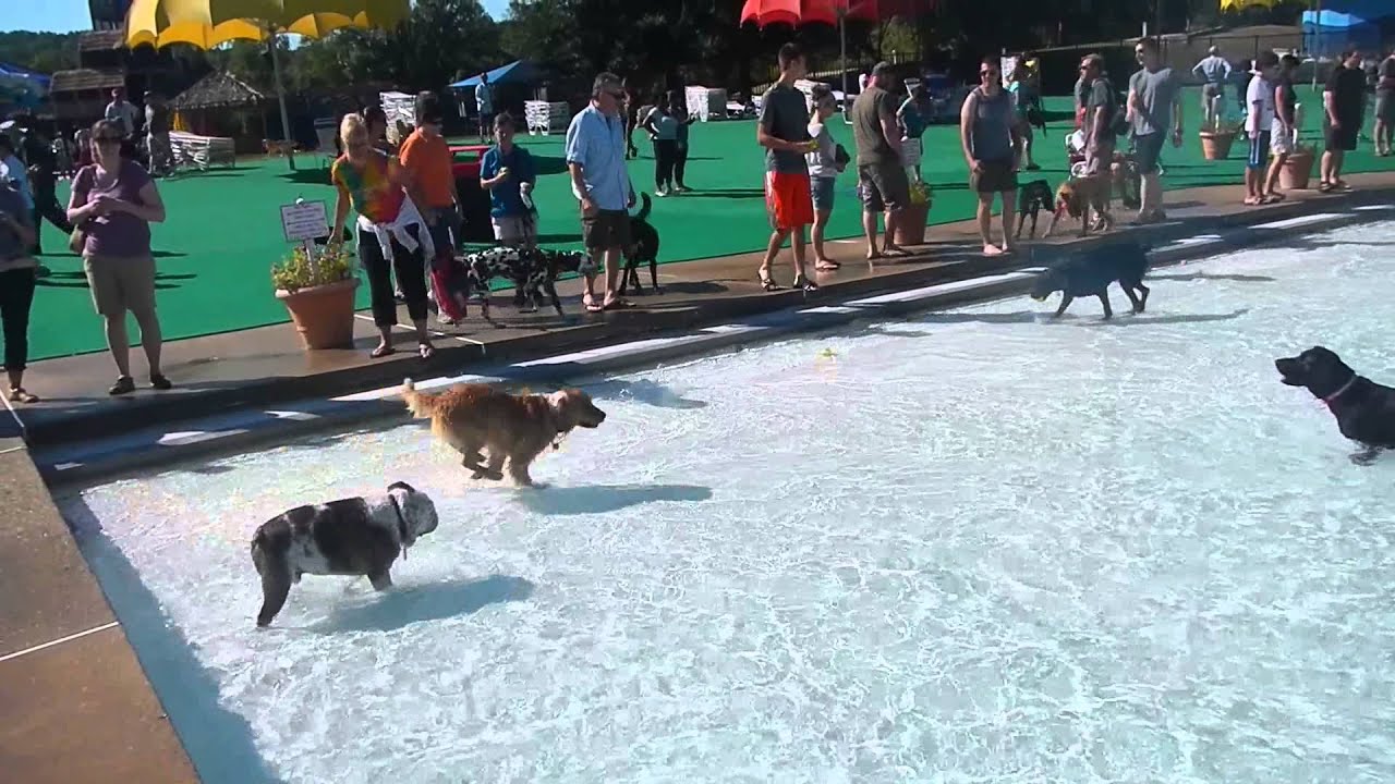DOG POOL DAY Great Waves Waterpark Alexandria Virginia