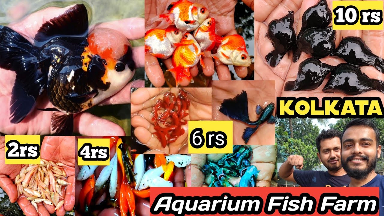 Aquarium Fish Farm in Kolkata | Cheapest Aquarium Fish in Westbengal | Fish Farming