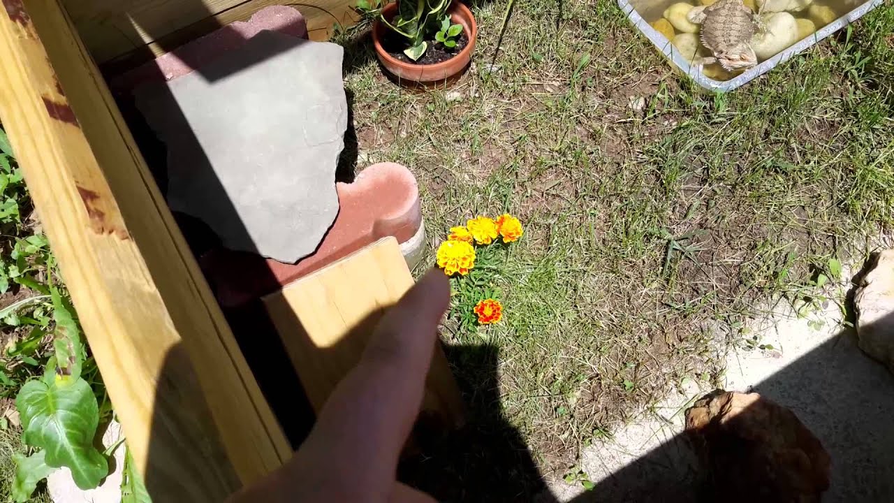 My bearded dragon outdoor cage description