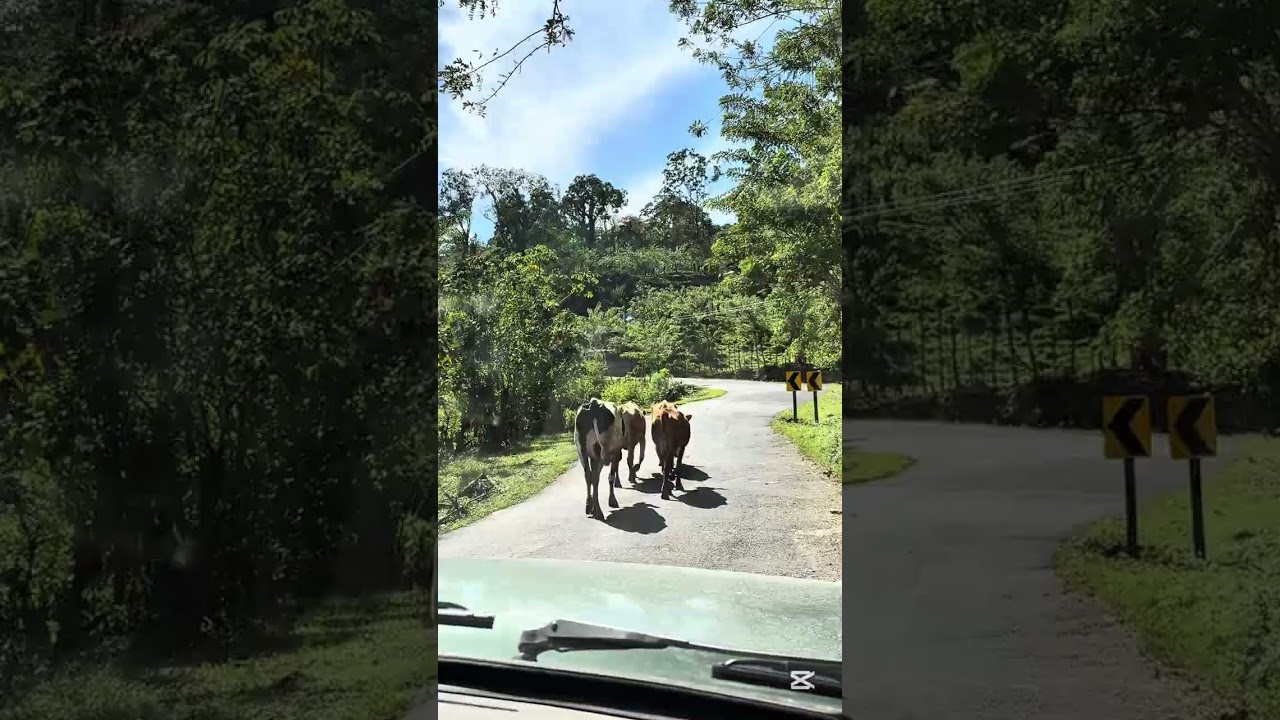 Un día perdido en Orosí y Tapantí | Cartago como nunca lo viste