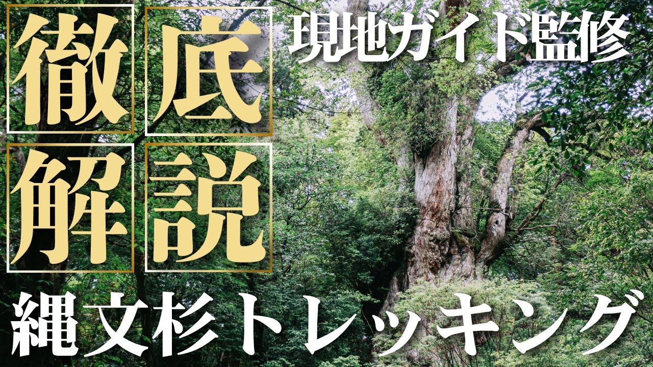 【屋久島トレッキング】縄文杉行くなら絶対見ろ！現地ガイドが教える縄文杉のすゝめ